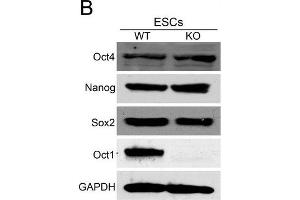 Western Blotting (WB) image for anti-Nanog Homeobox (NANOG) antibody (ABIN2854880)