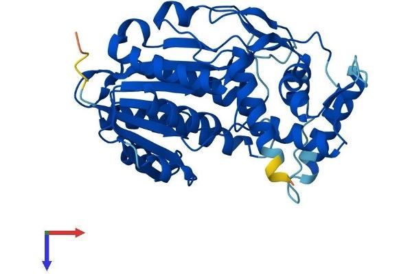HSD3B7 Protein (AA 1-369) (His tag)