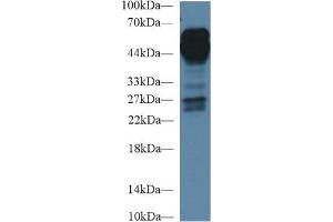 Western Blot; Sample: Human Lung lysate; Primary Ab: 1µg/ml Rabbit Anti-Human AGER Antibody Second Ab: 0. (RAGE 抗体  (AA 91-274))
