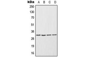 Western blot analysis of ENDOG expression in NCIH292 (A), HepG2 (B), Raw264.