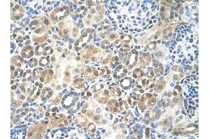 RFC5 antibody was used for immunohistochemistry at a concentration of 4-8 ug/ml to stain Epithelial cells of renal tubule (arrows) in Human Kidney. (RFC5 抗体)