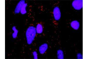 Proximity Ligation Analysis of protein-protein interactions between ERBB3 and ERBB2. (ErbB2/Her2 抗体  (AA 22-121))