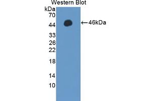 Detection of Recombinant PPM1A, Human using Polyclonal Antibody to Protein Phosphatase, Mg2+/Mn2+ Dependent 1A (PPM1A) (PPM1A 抗体  (AA 2-382))