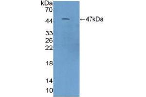 Western blot analysis of recombinant Mouse C9. (C9 抗体  (AA 136-512))
