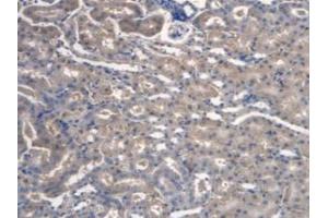 IHC-P analysis of Mouse Kidney Tissue, with DAB staining. (TMEM27 抗体  (Leu222))