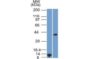 Western Blot Analysis A) Recombinant ARG1 Protein Fragment (B) human Liver lysate Using ARG1 Mouse Monoclonal Antibody (ARG1/1125). (Liver Arginase 抗体  (AA 11-97))