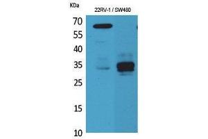 Western Blotting (WB) image for anti-Surfactant Protein A1 (SFTPA1) (Internal Region) antibody (ABIN3178222) (Surfactant Protein A1 抗体  (Internal Region))