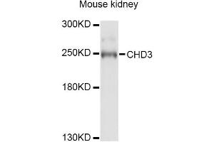 Western blot analysis of extracts of mouse kidney, using CHD3 Antibody.