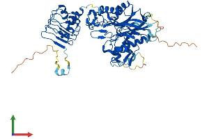 Protein Structure (PS) image for CCR4-NOT Transcription Complex, Subunit 6-Like (CNOT6L) (AA 1-555) protein (His tag) (ABIN7564757)