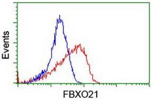 Image no. 3 for anti-F-Box Protein 21 (FBXO21) antibody (ABIN1498232) (FBXO21 抗体)