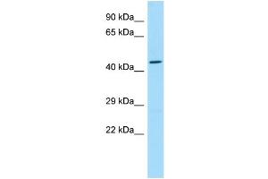 WB Suggested Anti-SLC35G2 Antibody Titration: 1. (SLC35G2 抗体  (C-Term))