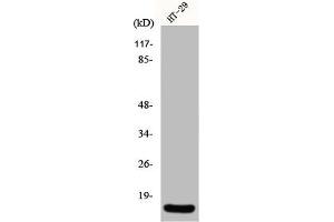 Western Blot analysis of HT29 cells using INSL4 Polyclonal Antibody (INSL4 抗体  (Internal Region))
