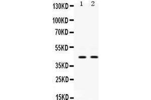 Western Blotting (WB) image for anti-Keratin 19 (KRT19) (AA 334-372), (C-Term) antibody (ABIN3043288)