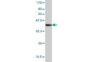 Western Blot detection against Immunogen (37. (NDN 抗体  (AA 222-321))