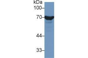 Detection of HSPA1L in Rat Testis lysate using Polyclonal Antibody to Heat Shock 70 kDa Protein 1 Like Protein (HSPA1L) (HSPA1L 抗体  (AA 1-641))