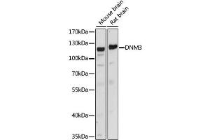 Western blot analysis of extracts of various cell lines, using DNM3 antibody (ABIN6290322) at 1:1000 dilution. (Dynamin 3 抗体)