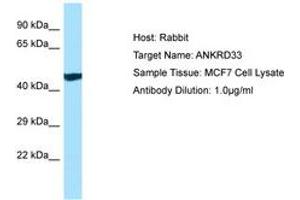 Image no. 1 for anti-Ankyrin Repeat Domain 33 (ANKRD33) (AA 368-417) antibody (ABIN6750151) (ANKRD33 抗体  (AA 368-417))