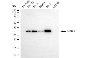 Western blotting analysis using TSNAX antibody (ABIN7800611). (TSNAX 抗体)