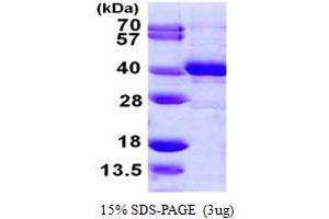 SDS-PAGE (SDS) image for N-Methylpurine-DNA Glycosylase (MPG) (AA 1-298) protein (His tag) (ABIN667935)