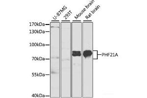 Western blot analysis of extracts of various cell lines using PHF21A Polyclonal Antibody at dilution of 1:1000. (PHF21A 抗体)