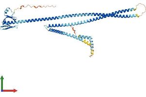 AlphaFold protein structure predicition of Mouse Recombinant Plekhd1 Protein, UniprotID B2RPU2