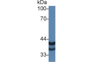 Western Blot; Sample: Human A375 cell lysate; Primary Ab: 1µg/ml Rabbit Anti-Human PSG2 Antibody Second Ab: 0.