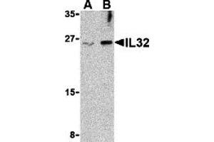Western Blotting (WB) image for anti-Interleukin 32 (IL32) (Middle Region) antibody (ABIN1030958) (IL32 抗体  (Middle Region))