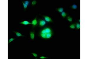 Immunofluorescence staining of Hela cells with ABIN7149344 at 1:100, counter-stained with DAPI. (CPEB3 抗体  (AA 414-525))