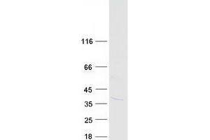 Validation with Western Blot (MIOX Protein (Myc-DYKDDDDK Tag))