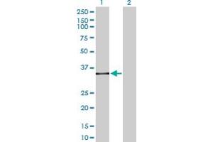 Western Blot analysis of SPI1 expression in transfected 293T cell line by SPI1 MaxPab polyclonal antibody. (SPI1 抗体  (AA 1-264))