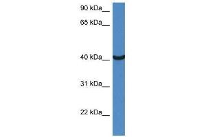 Western Blot showing Morf4l1 antibody used at a concentration of 1.