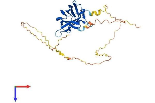 RIMS3 Protein (AA 1-308) (His tag)