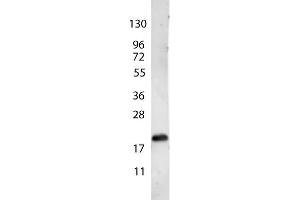 anti-Human VEGF-165 antibody shows detection of a band ~22 kDa in size corresponding to recombinant human VEGF-165. (VEGF 165 抗体)
