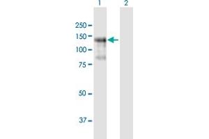 Western Blot analysis of PLEKHG2 expression in transfected 293T cell line by PLEKHG2 MaxPab polyclonal antibody. (PLEKHG2 抗体  (AA 1-896))