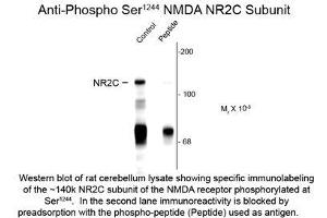Image no. 1 for anti-Glutamate Receptor, Ionotropic, N-Methyl D-Aspartate 2c (GRIN2C) (pSer1244) antibody (ABIN956764) (GRIN2C 抗体  (pSer1244))