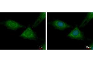 ICC/IF Image RPL37 antibody detects RPL37 protein at cytoplasm by immunofluorescent analysis. (RPL37 抗体)