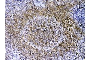 IHC testing of FFPE rat spleen tissue with PAX5 antibody at 1ug/ml. (PAX5 抗体)
