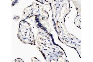 Immunohistochemistry analysis of paraffin-embedded human placenta using,GINS2 (ABIN7074041) at dilution of 1: 3000 (GINS2 抗体)