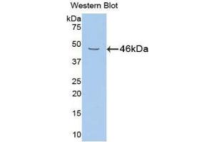 Western Blotting (WB) image for anti-Neuregulin 1 (NRG1) (AA 54-163) antibody (ABIN1860052) (Neuregulin 1 抗体  (AA 54-163))