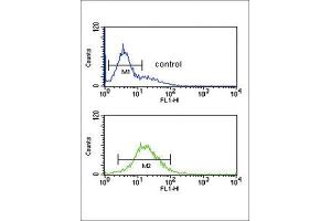 Flow Cytometry (FACS) image for anti-Granzyme M (Lymphocyte Met-Ase 1) (GZMM) antibody (ABIN3002803) (GZMM 抗体)