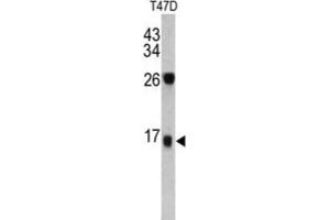 Western Blotting (WB) image for anti-Dermcidin (DCD) antibody (ABIN3002770) (Dermcidin 抗体)