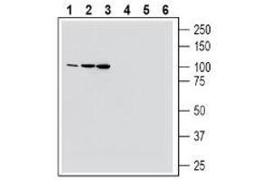 Western Blotting (WB) image for anti-Magnesium Transporter 1 (MAGT1) (AA 28-40), (Extracellular) antibody (ABIN7043318)