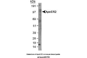Image no. 1 for anti-Low Density Lipoprotein Receptor-Related Protein 8, Apolipoprotein E Receptor (LRP8) (AA 863-963), (C-Term) antibody (ABIN363502) (LRP8 抗体  (C-Term))