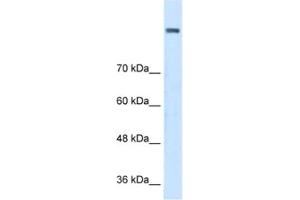 Western Blotting (WB) image for anti-Amine Oxidase, Copper Containing 2 (Retina-Specific) (AOC2) antibody (ABIN2462830) (AOC2 抗体)