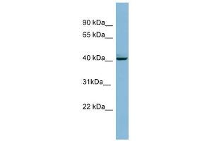 WB Suggested Anti-MAPK13 Antibody Titration: 0. (MAPK13 抗体  (Middle Region))