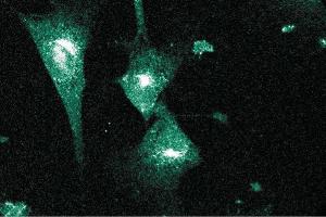 Immunofluorescent staining on NIH-3T3 cells. (PCNT 抗体  (AA 1692-1814))