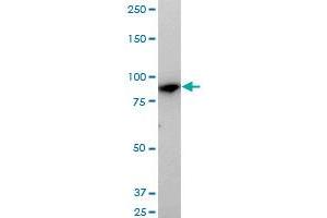 Western Blotting (WB) image for anti-Mannosidase, Alpha, Class 1B, Member 1 (MAN1B1) (AA 112-211) antibody (ABIN564895)