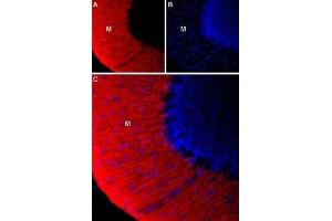 Immunohistochemistry (IHC) image for anti-Potassium Voltage-Gated Channel, Delayed-Rectifier, Subfamily S, Member 3 (KCNS3) (AA 209-223), (Extracellular) antibody (ABIN7043498)