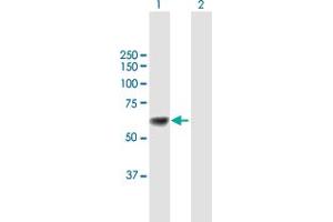 Western Blot analysis of UGT1A9 expression in transfected 293T cell line by UGT1A9 MaxPab polyclonal antibody. (UGT1A9 抗体  (AA 1-530))