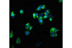 Immunofluorescent analysis of HepG2 cells using ABIN7148633 at dilution of 1:100 and Alexa Fluor 488-congugated AffiniPure Goat Anti-Rabbit IgG(H+L) (CRHR2 抗体  (AA 20-108))